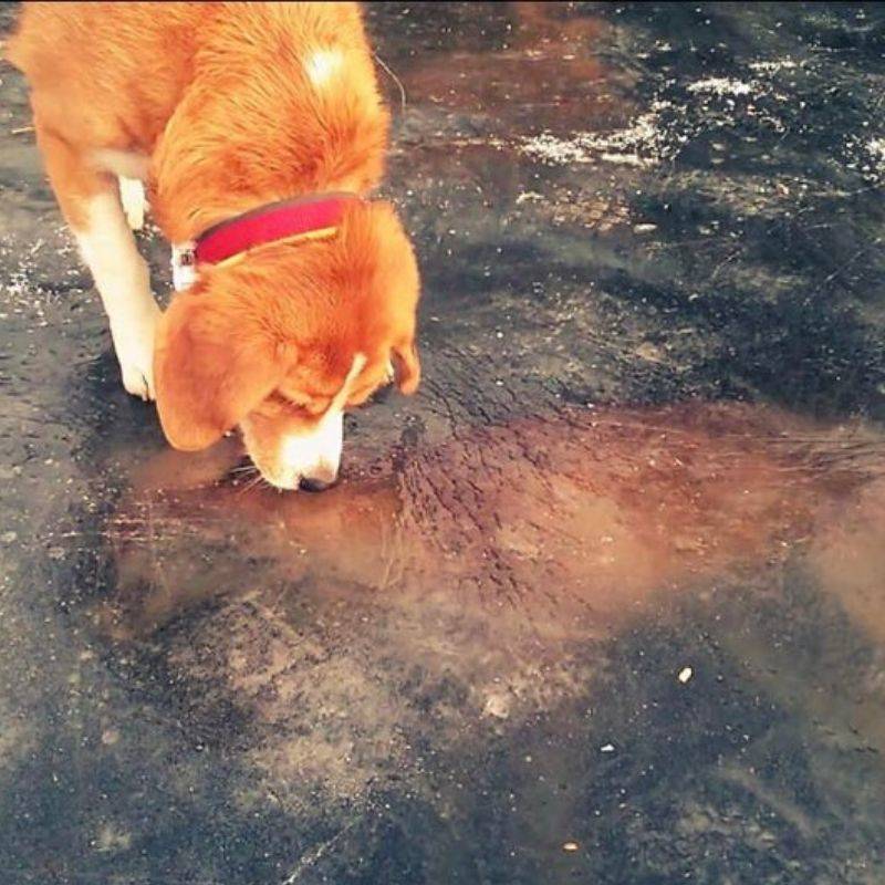 fox frozen under ice