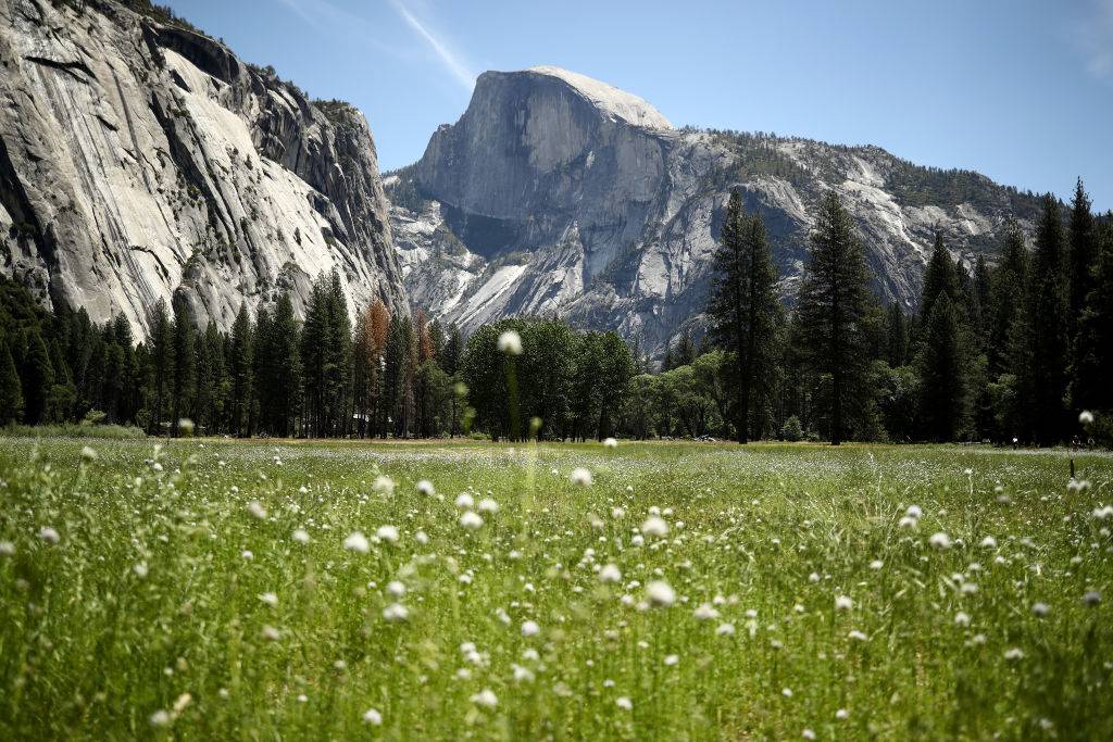 half dome with rocky mountains, dandelion field, and trees at yosemite national park
