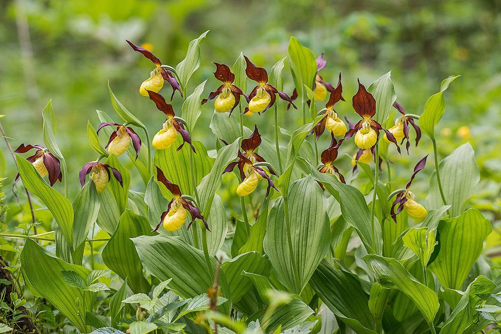 yellow and maroon flowers in the shape of slippers