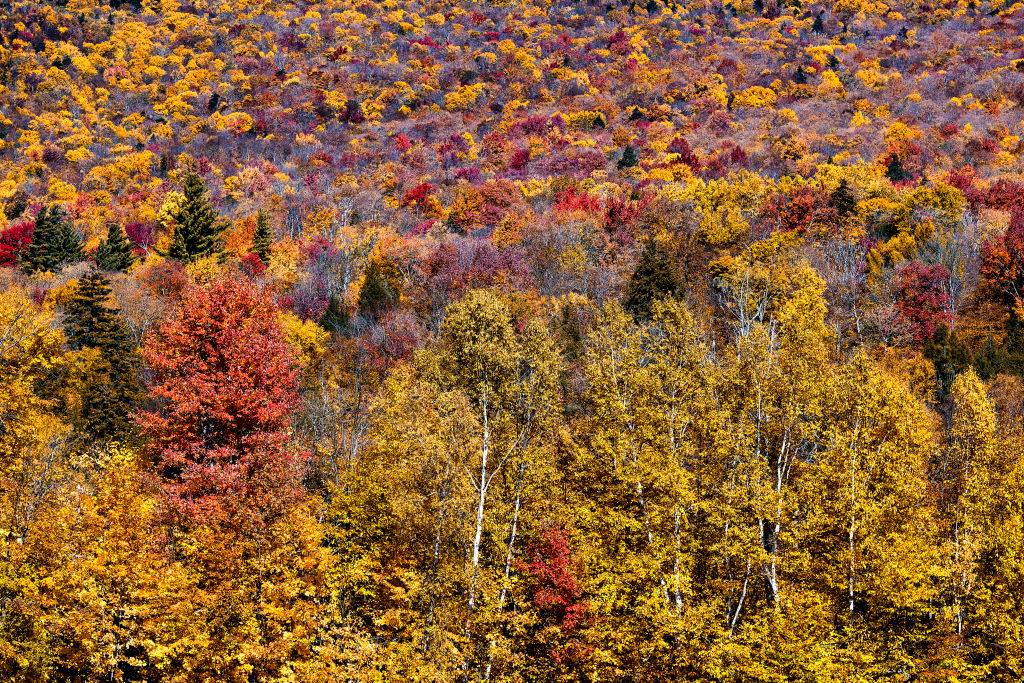 colorful trees along the long trail in vermont