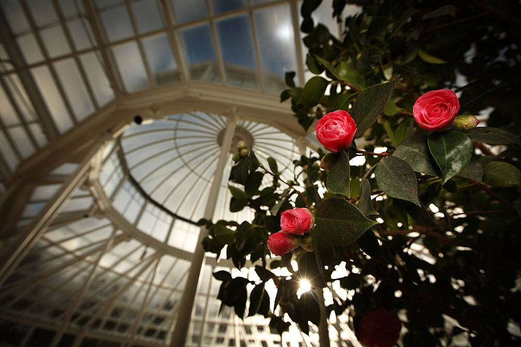 red circular flowering growing on a vine