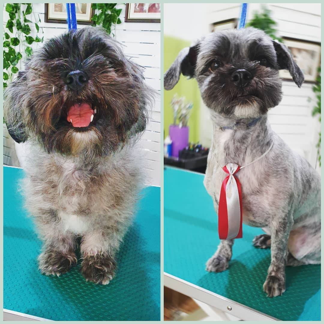 dog groomer