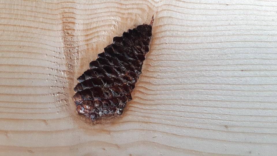 pinecone that grew inside the wood of a tree