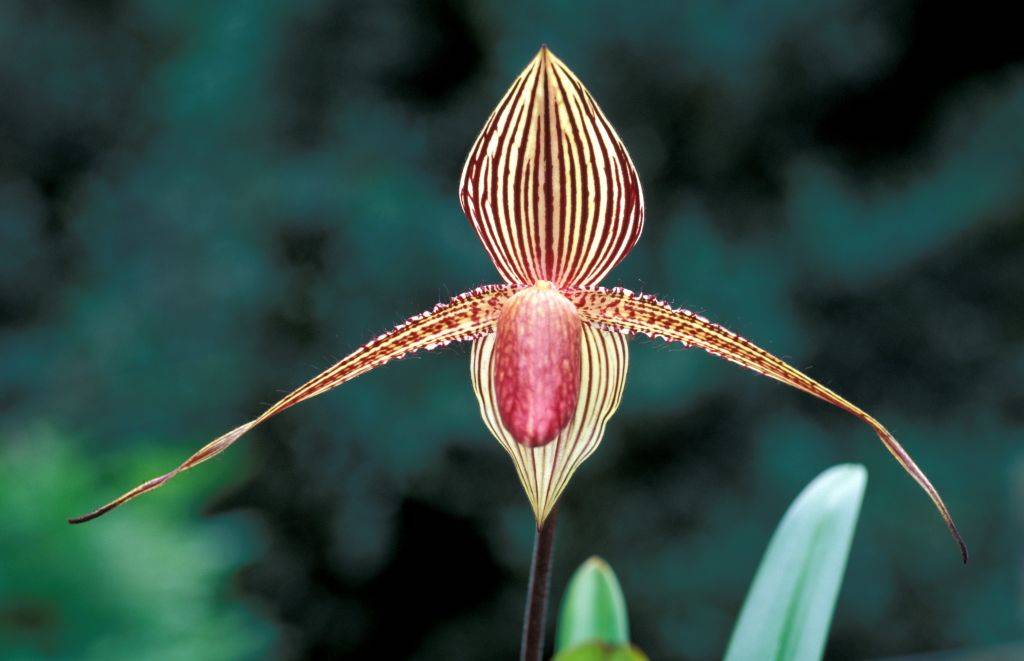 an orchid with dark vertical lines on the petals
