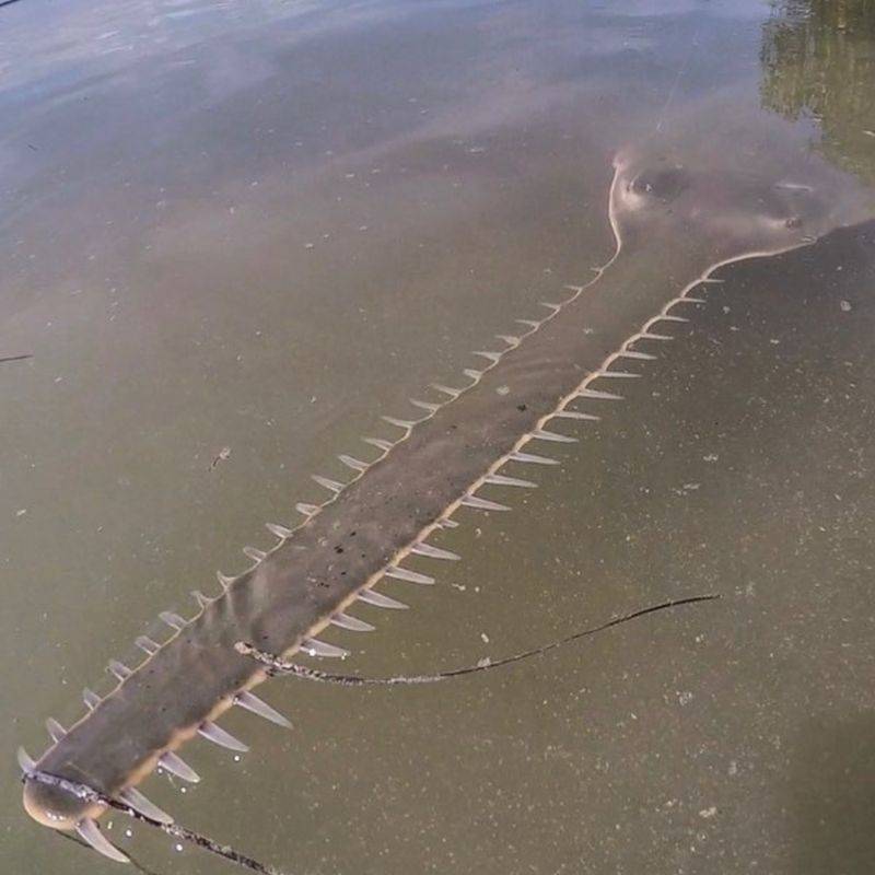 sawfish in the water