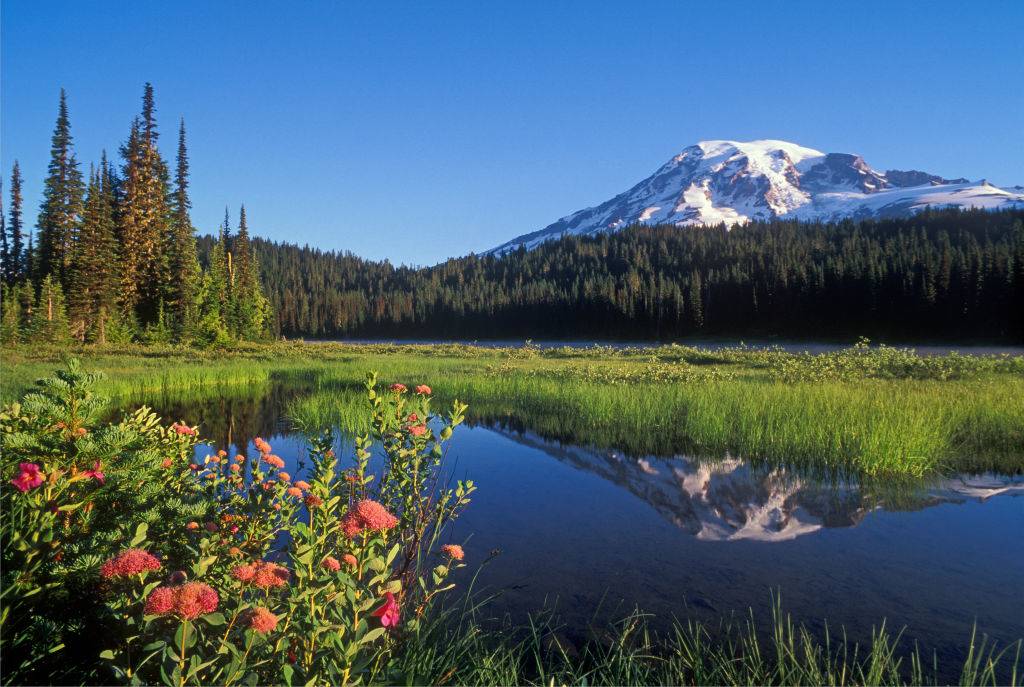 the wonderland trail at mount rainier national park with a lake, mountain, trees, and flowers in washington