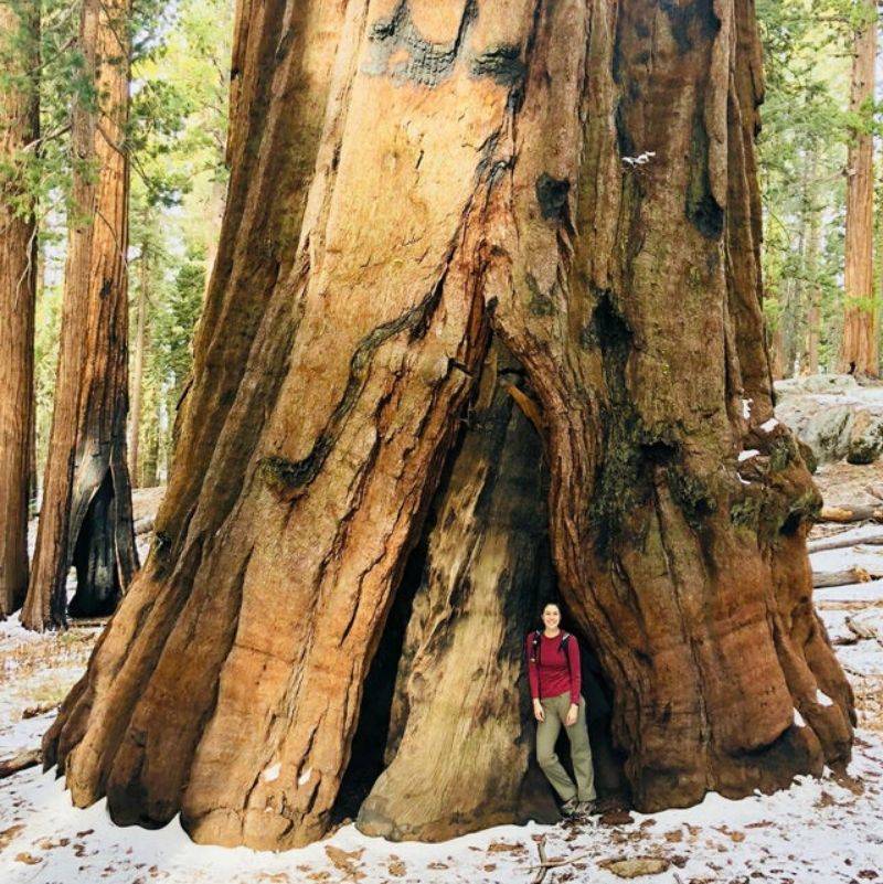 someone standing next to a Sequoias