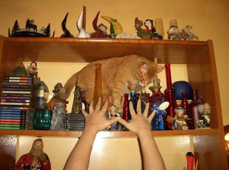 cat about to knock over statues