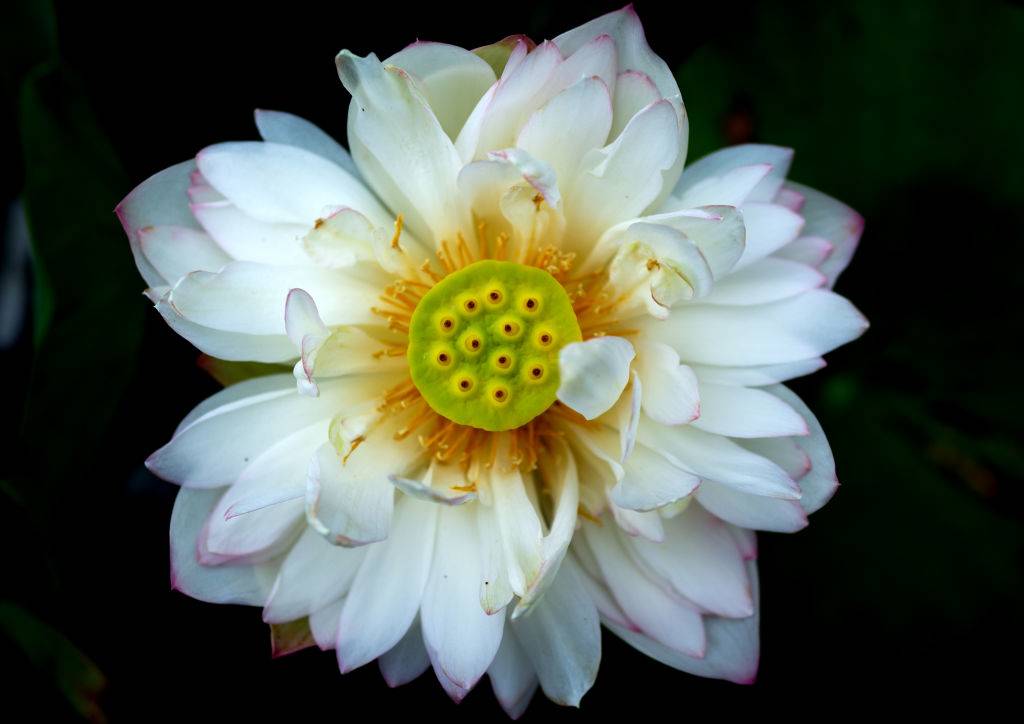 a white flower with a green center with yellow spots