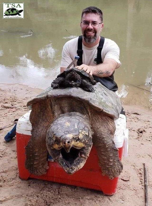 snapping turtle baby vs full grown