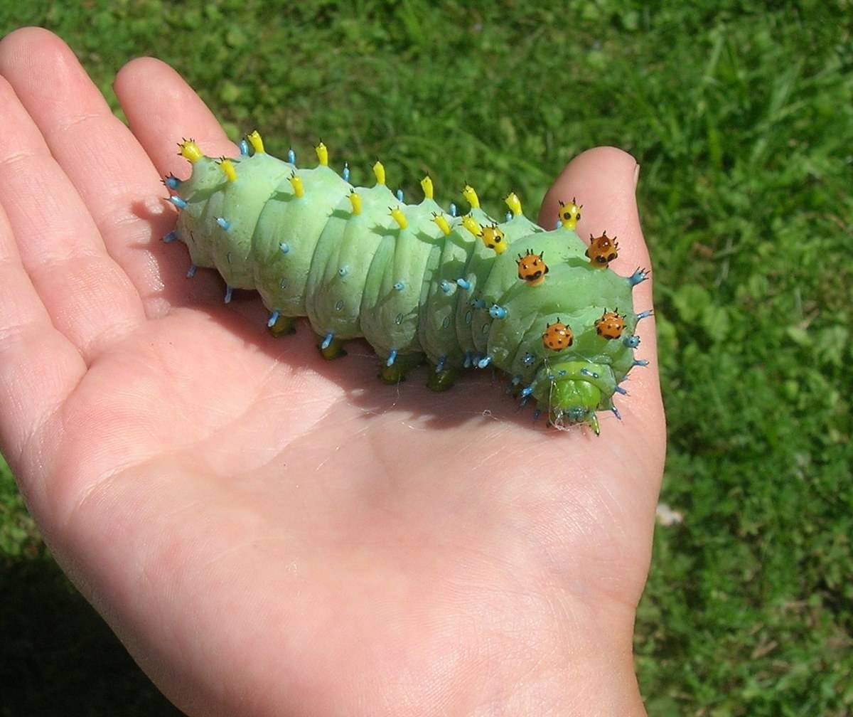 super chunky caterpillar