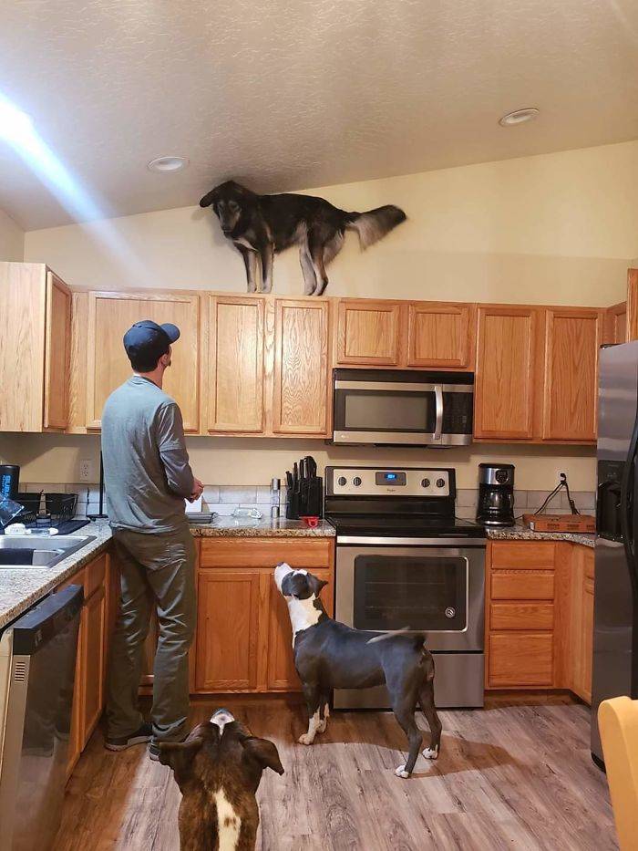 dog standing on top of kitchen cupboards while owner looks up at him