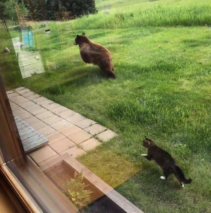 cat chasing bear outside in backyard