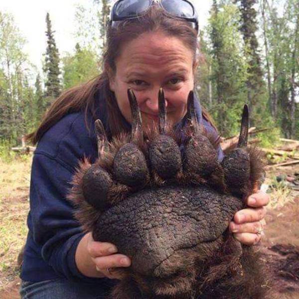 woman holding paw of sedated bear