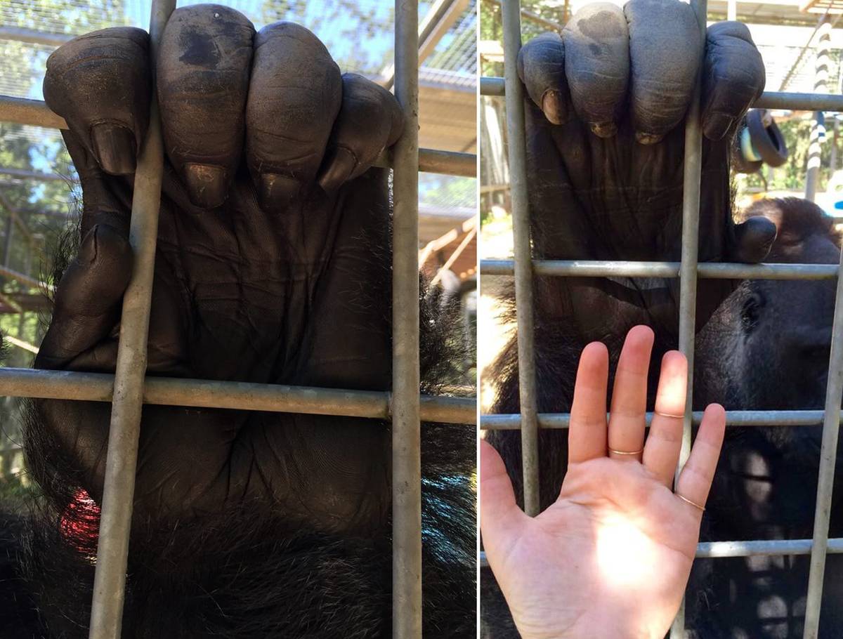 holding a gorilla hand