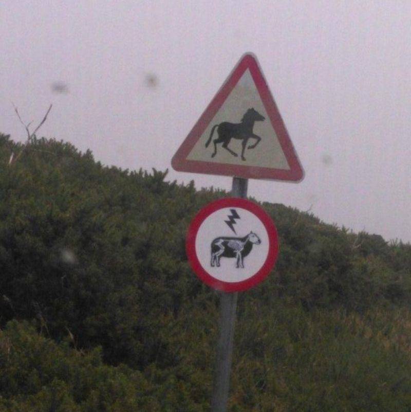 a horse crossing and cow electrocution sign