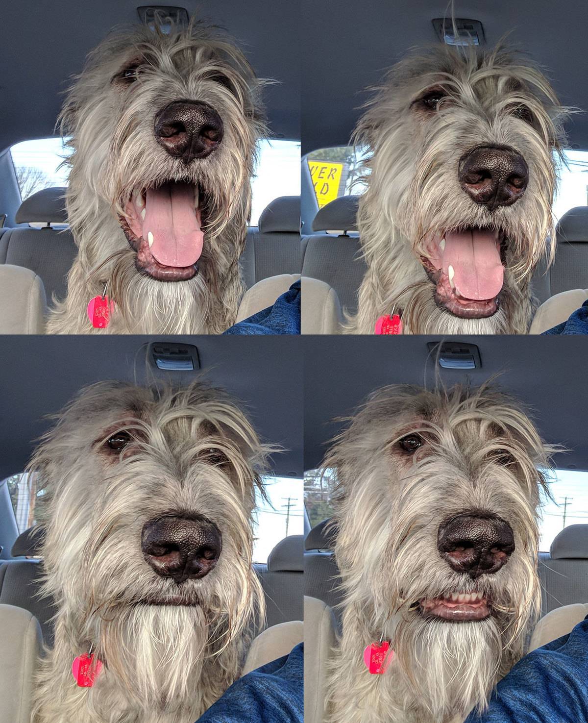 photo series show dog going from excited to sad