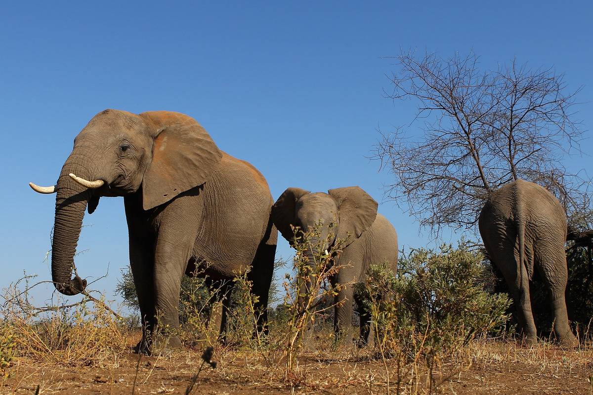 A herd of elephants at the Mashatu game reserve