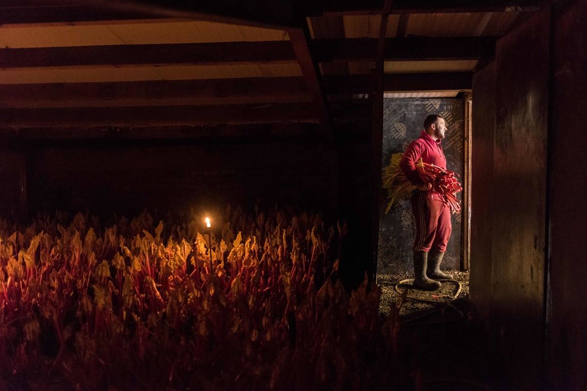 Farm worker harvests forced rhubarb by candlelight