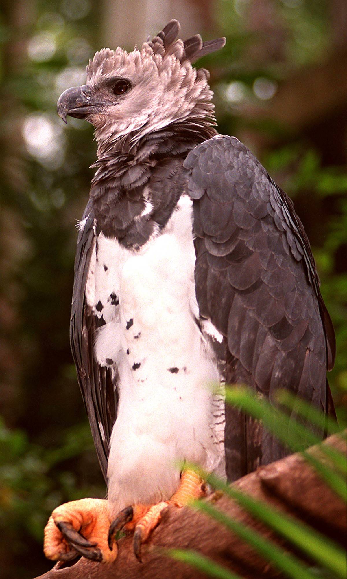 A Harpy Eagle, the most powerful bird of prey in the world.