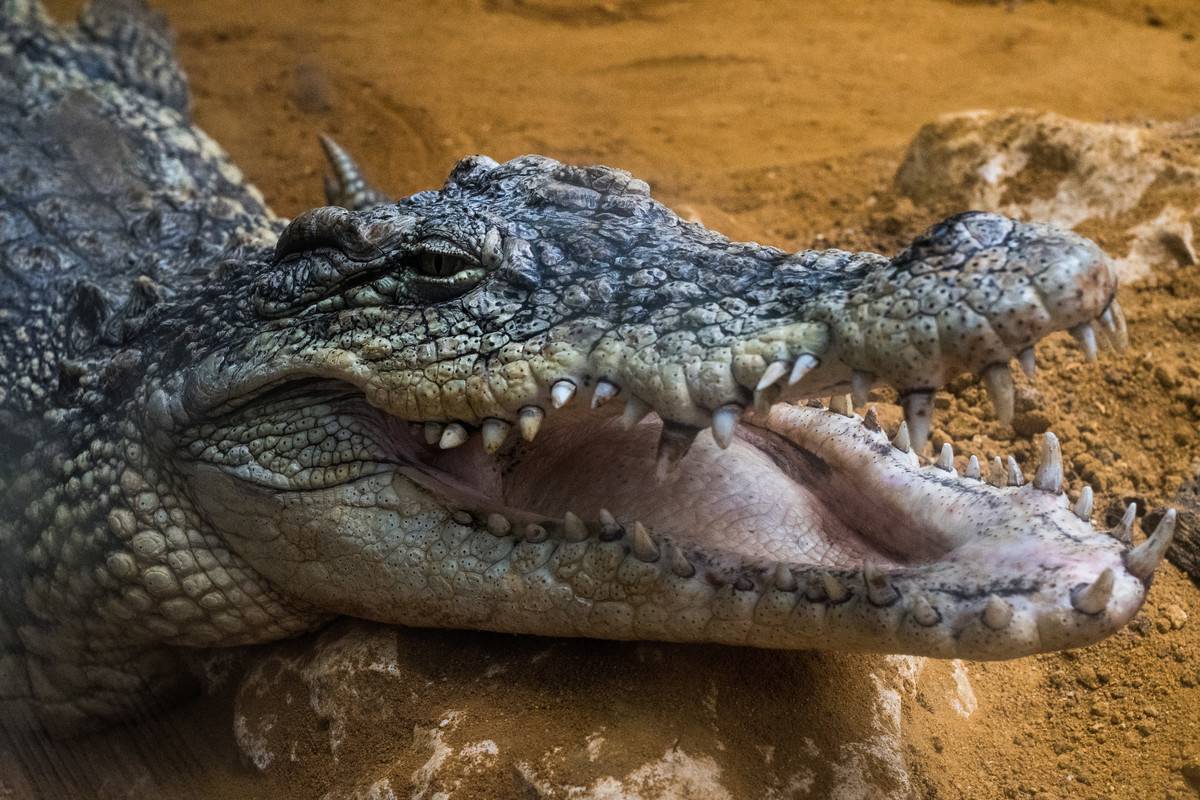 A Nile crocodile (Crocodylus niloticus) with its mouth opened