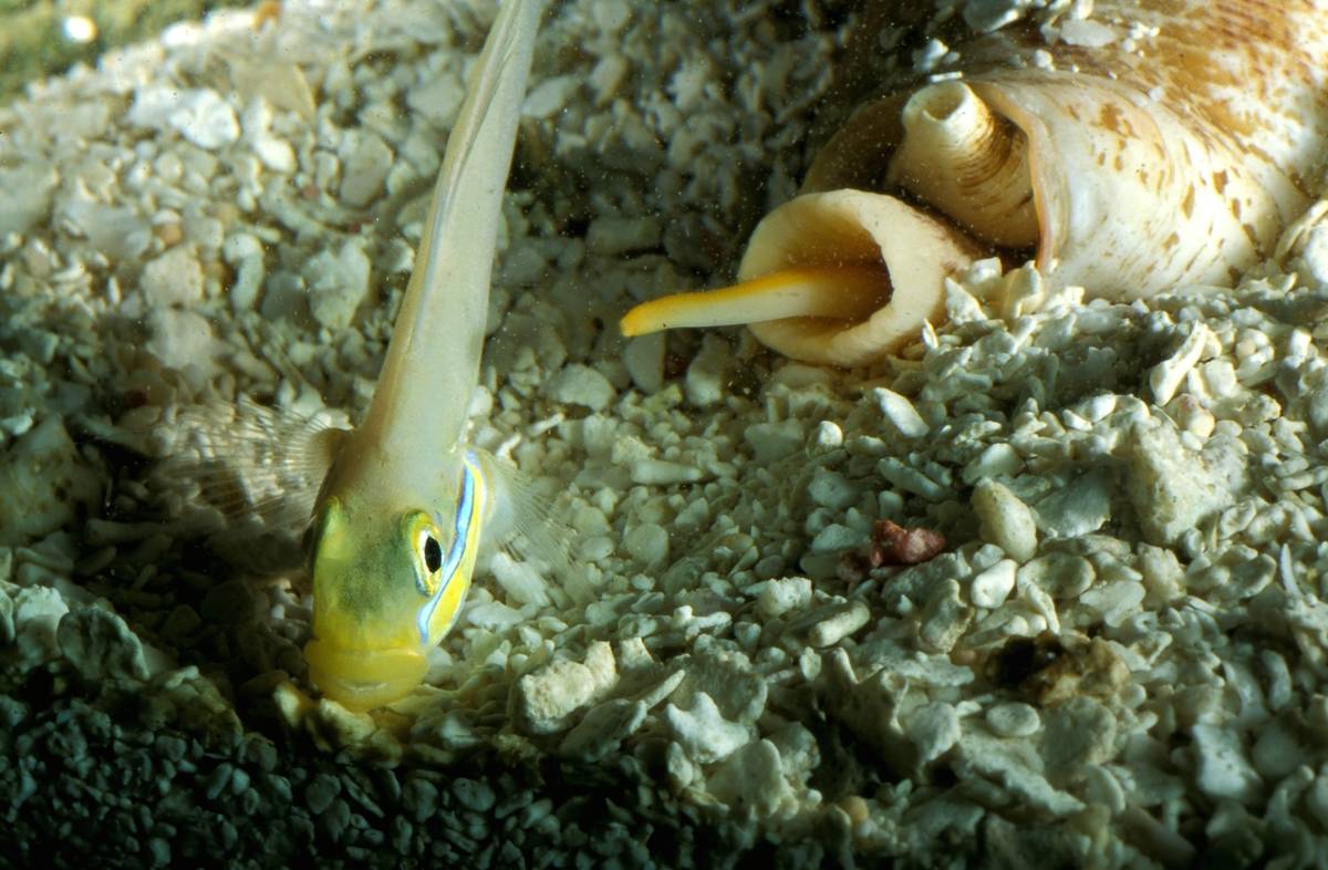 Cone snail (Conus striatus), hunting Blueband goby