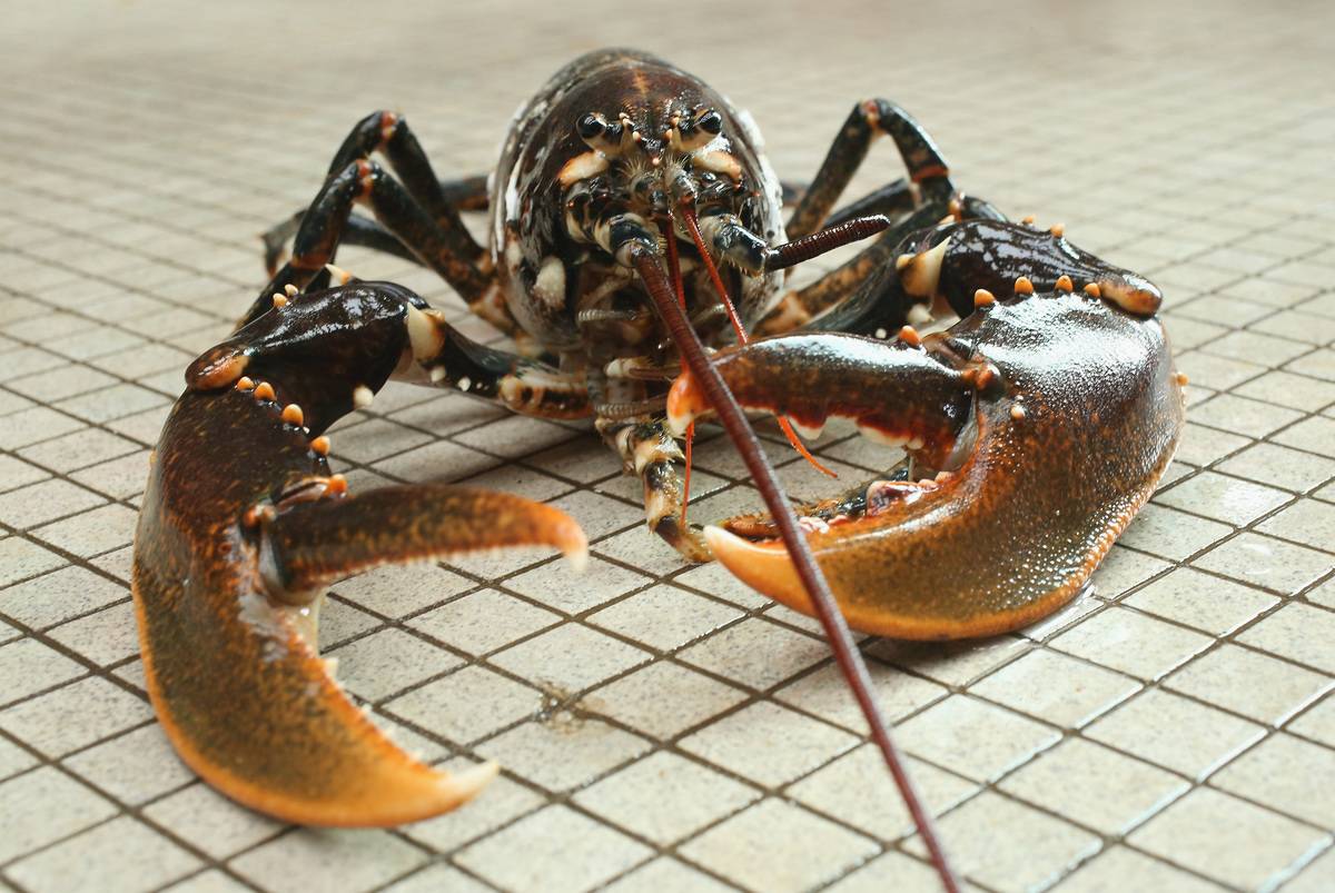 A live adult female European lobster