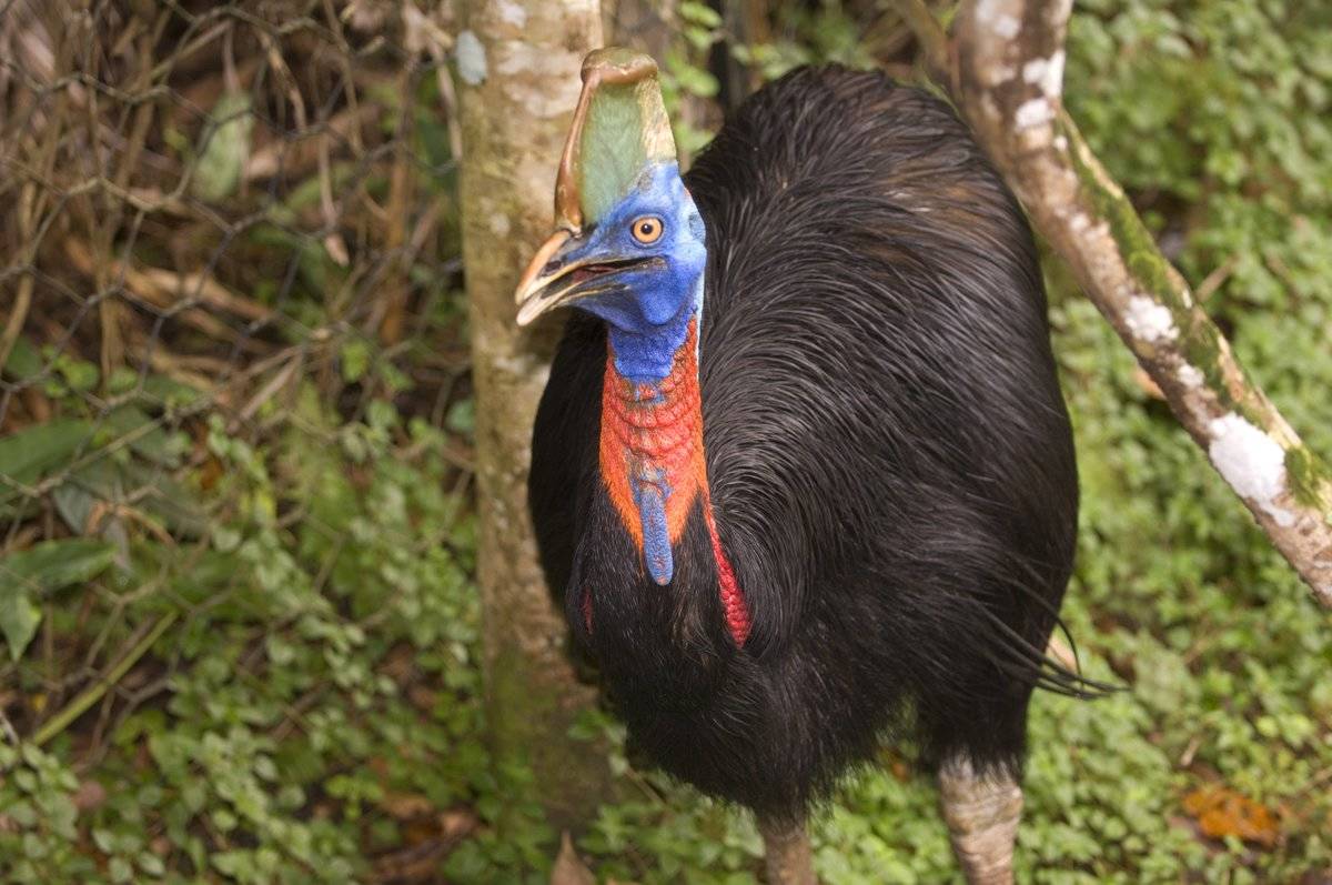 Southern Cassowary.
