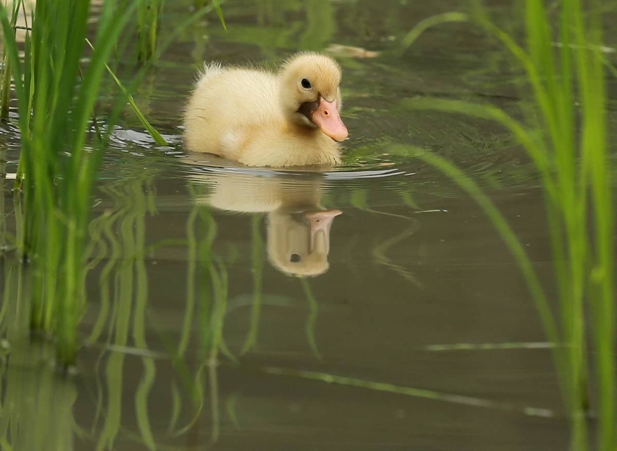 A two week old duck swims in the newly planted rice field