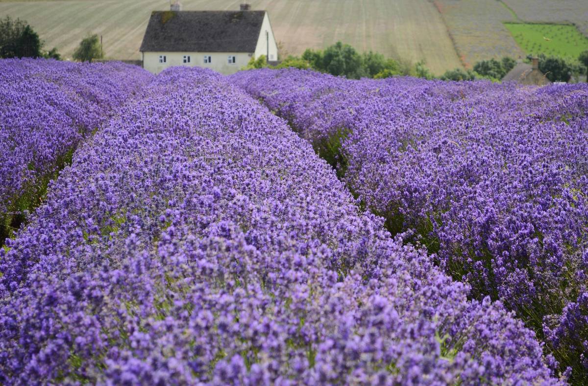 field of blossoming lavender plants