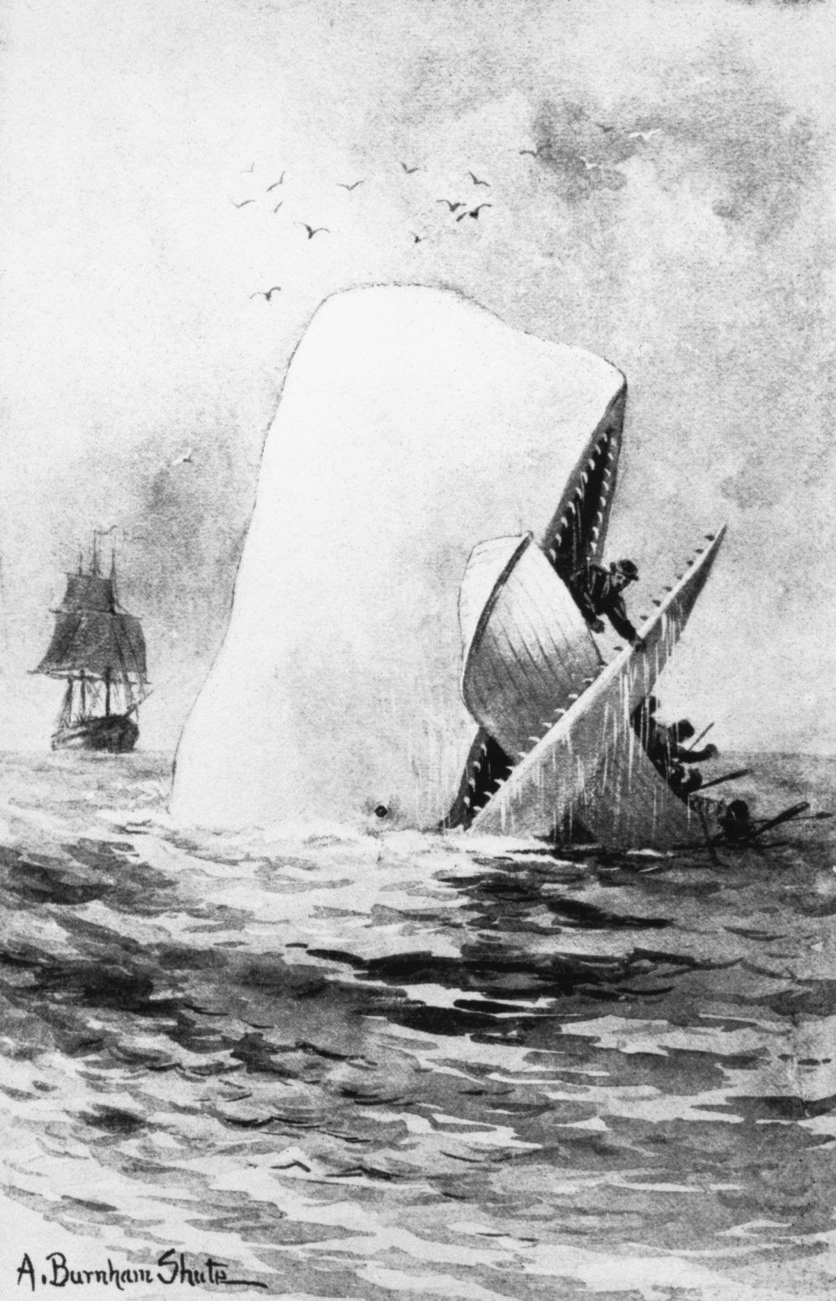 illustration is for Moby Dick by Herman Melville.
