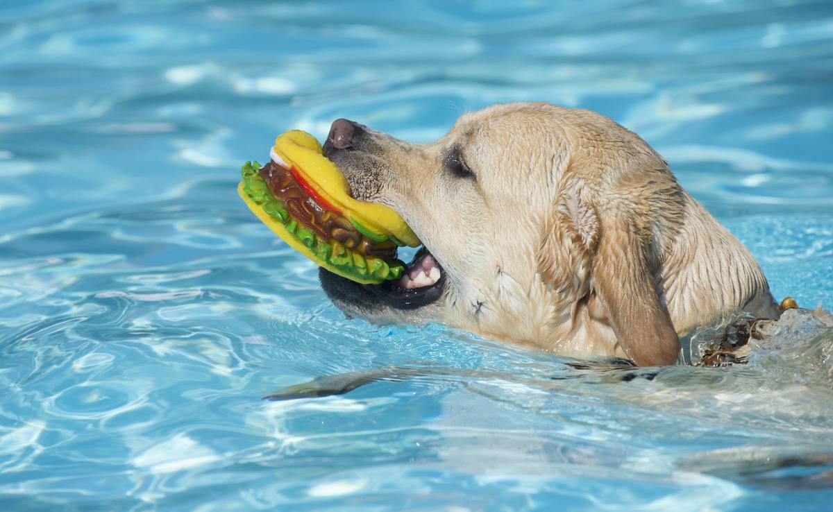 A labrador dog carries his toy hamburger
