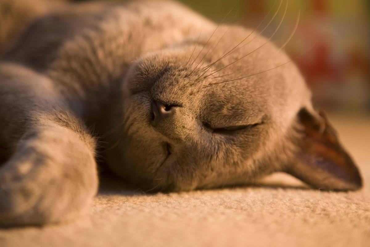 Close up of sleeping burmese cat lying on carpet.