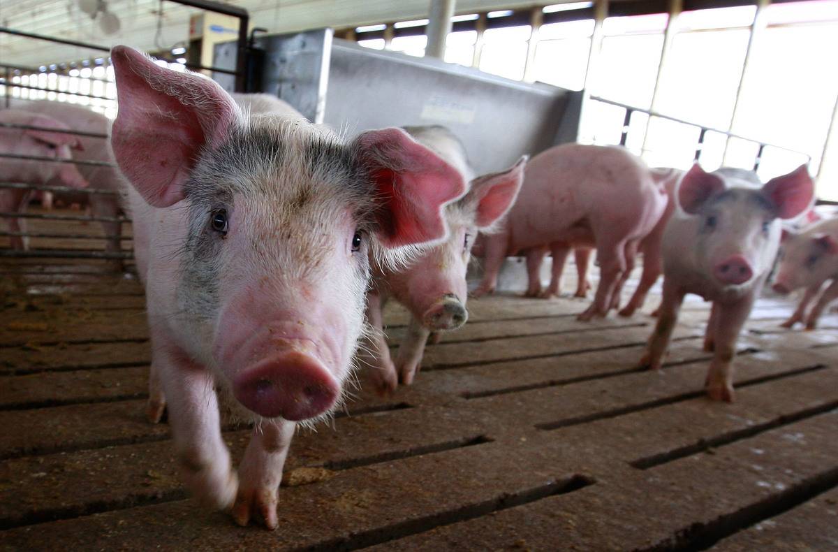 Hogs are raised on the farm