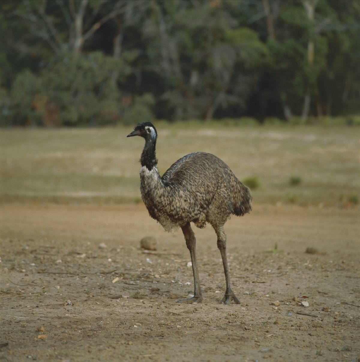 Emu