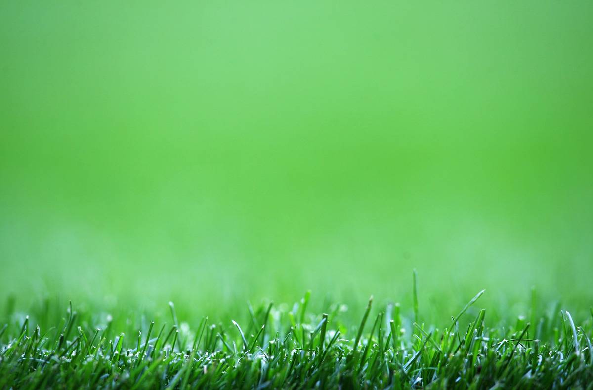 A general view of the green grass