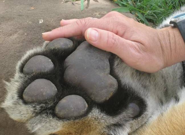 huge tiger paw