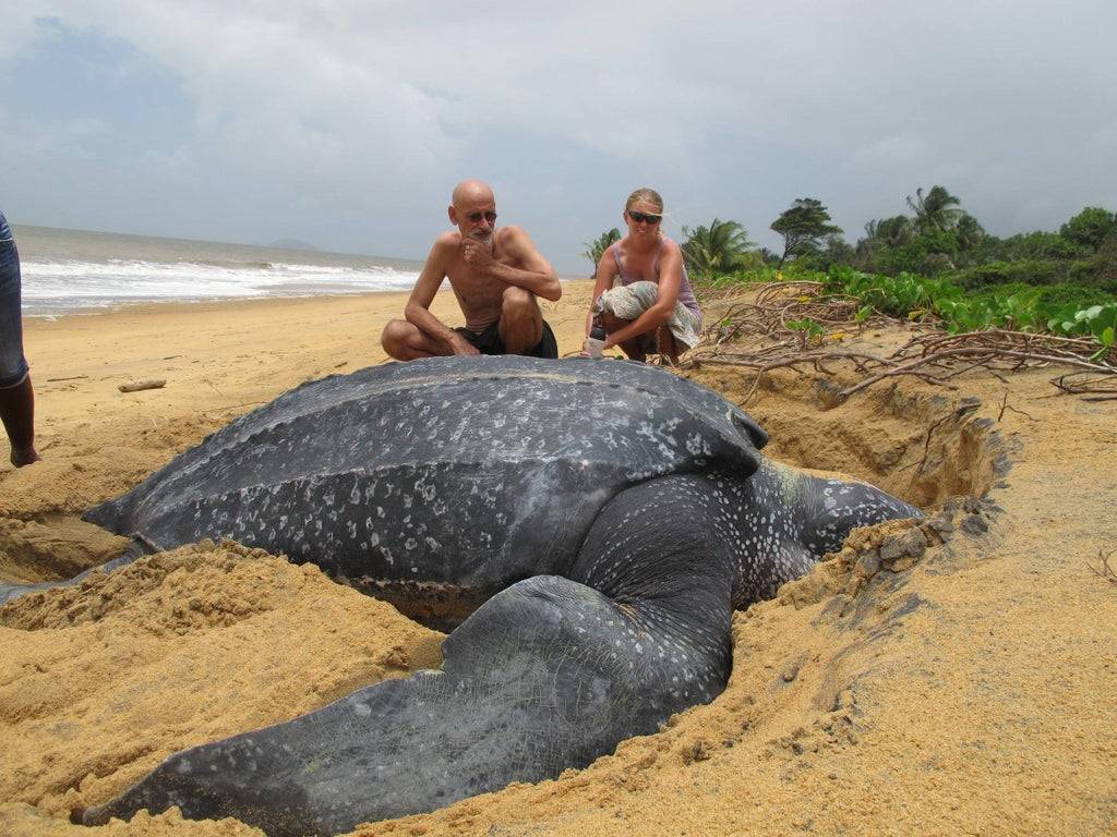 leatherback sea turtle