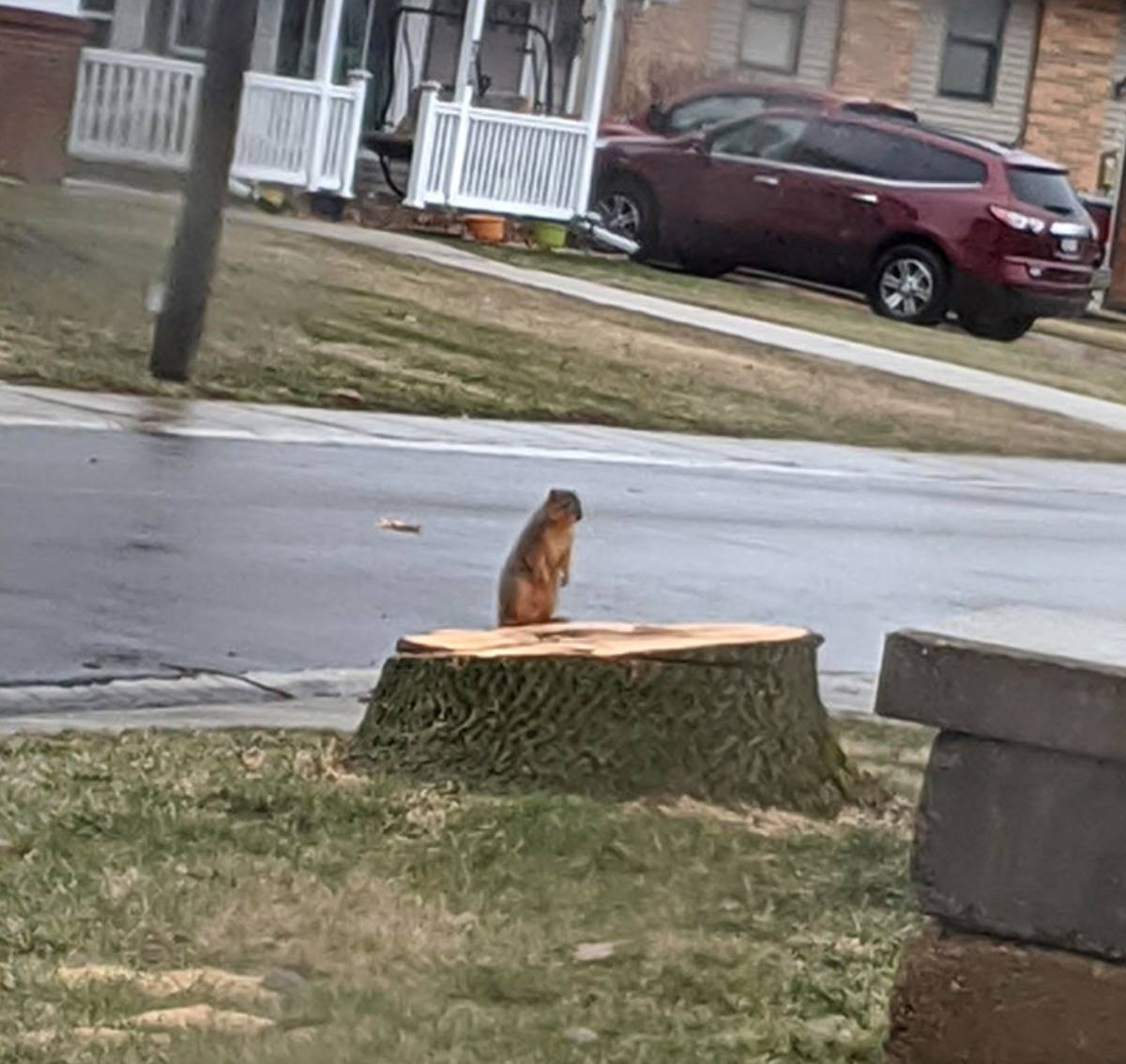 squirrel standing on tree stump looking sad