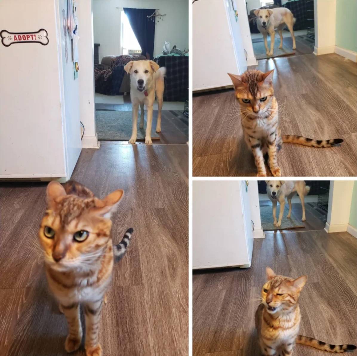 cat looking angry while dog just chills in the background