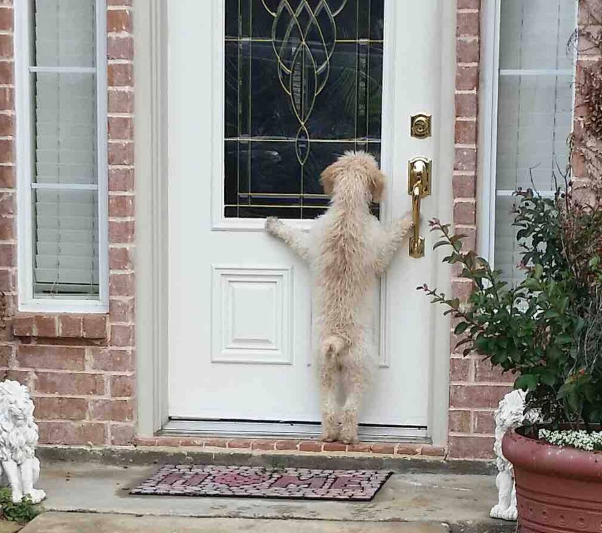 dog standing on back paws looking into window on front door