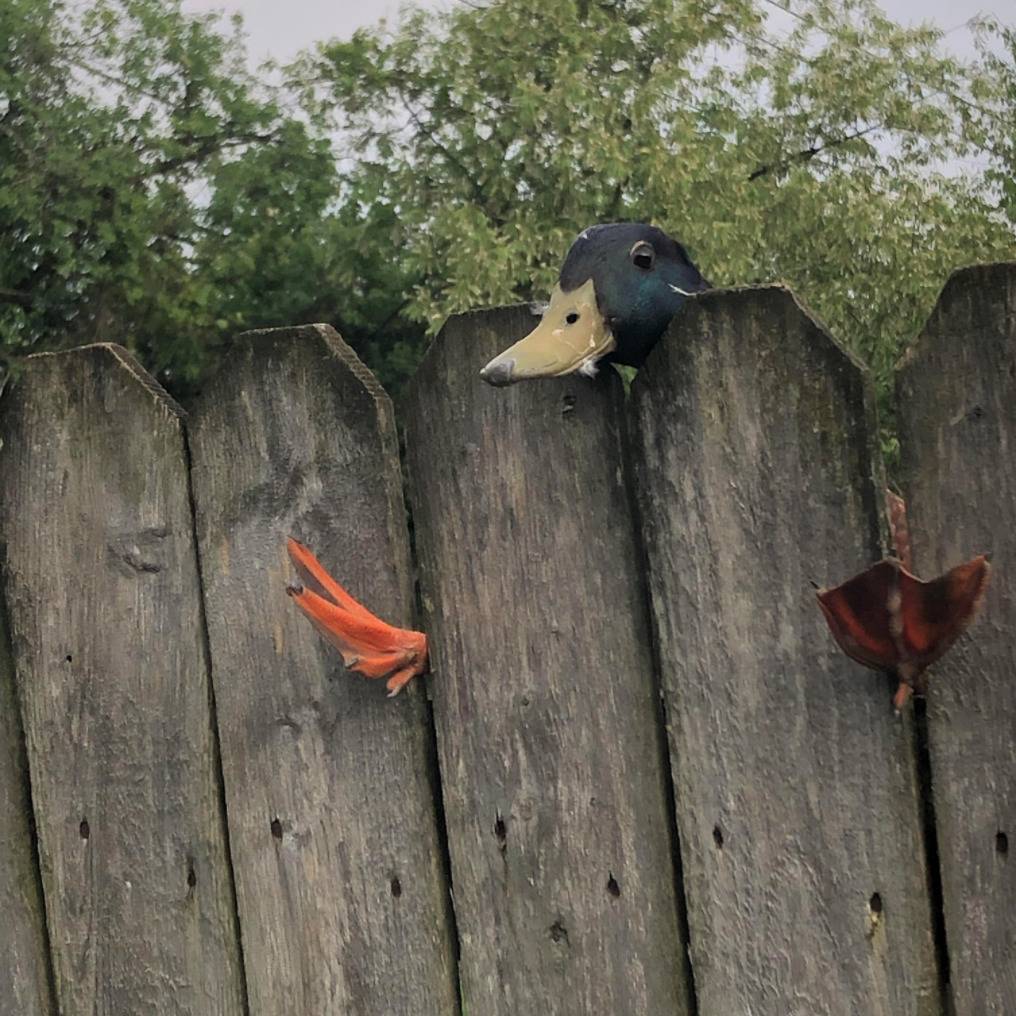 duck with both legs stuck in spaces between panels of fence