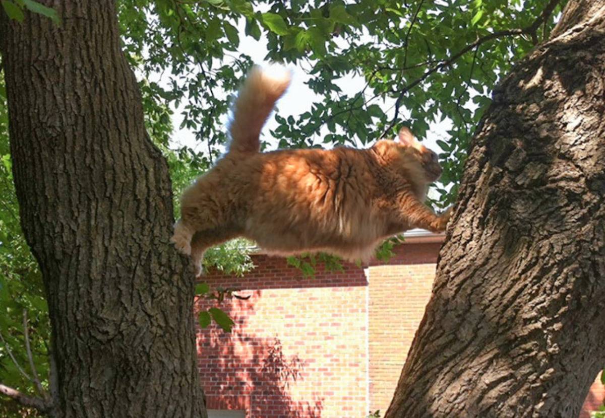 cat with front and back paws stuck respectively in two tree blanches as its stretched
