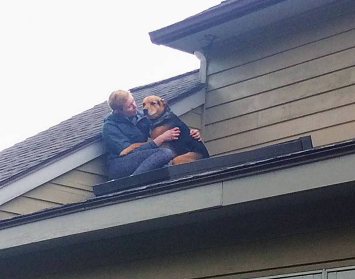 dog being cuddled by owner on roof of house