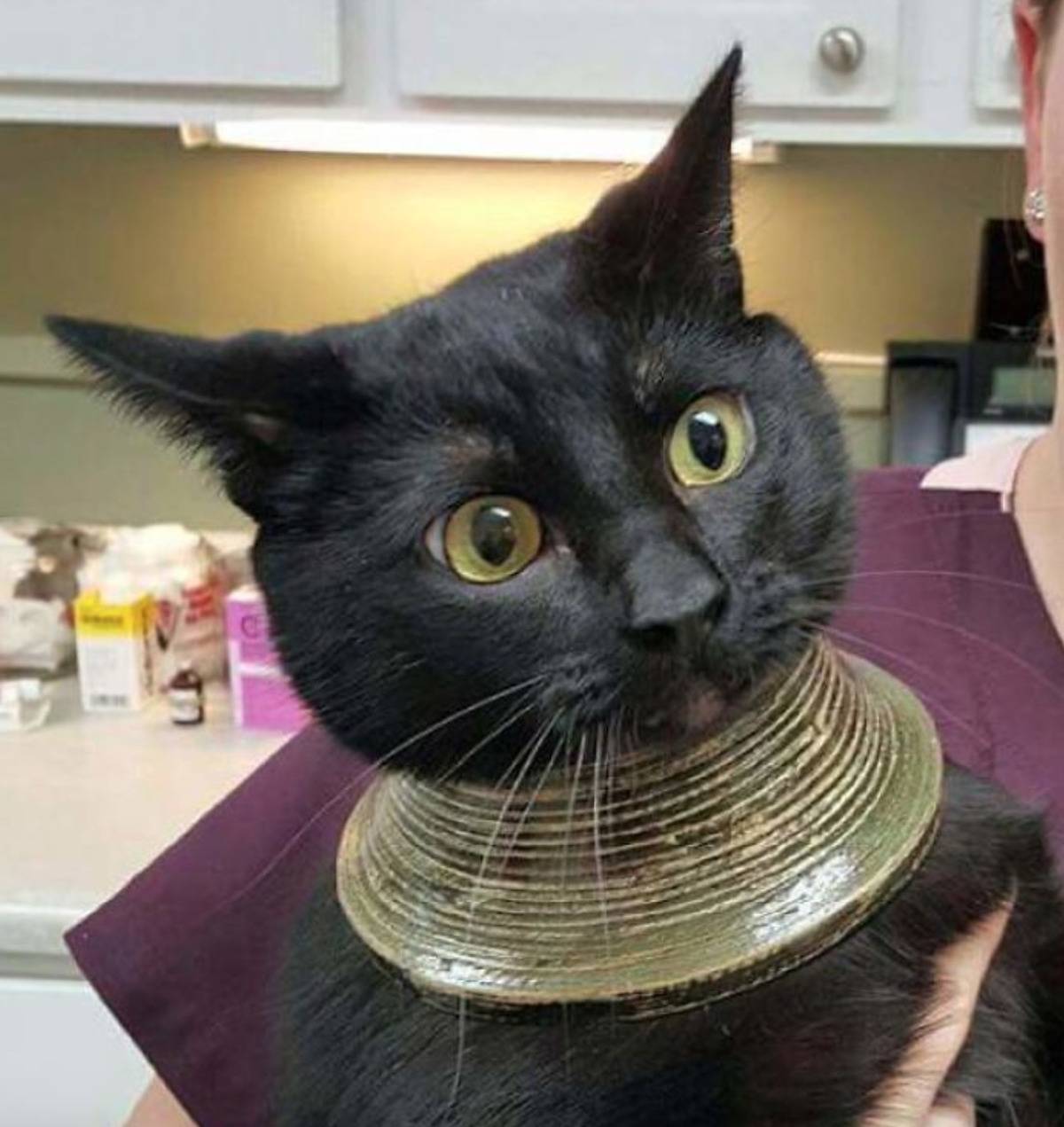 neck of vase around cat's neck looks like necklace
