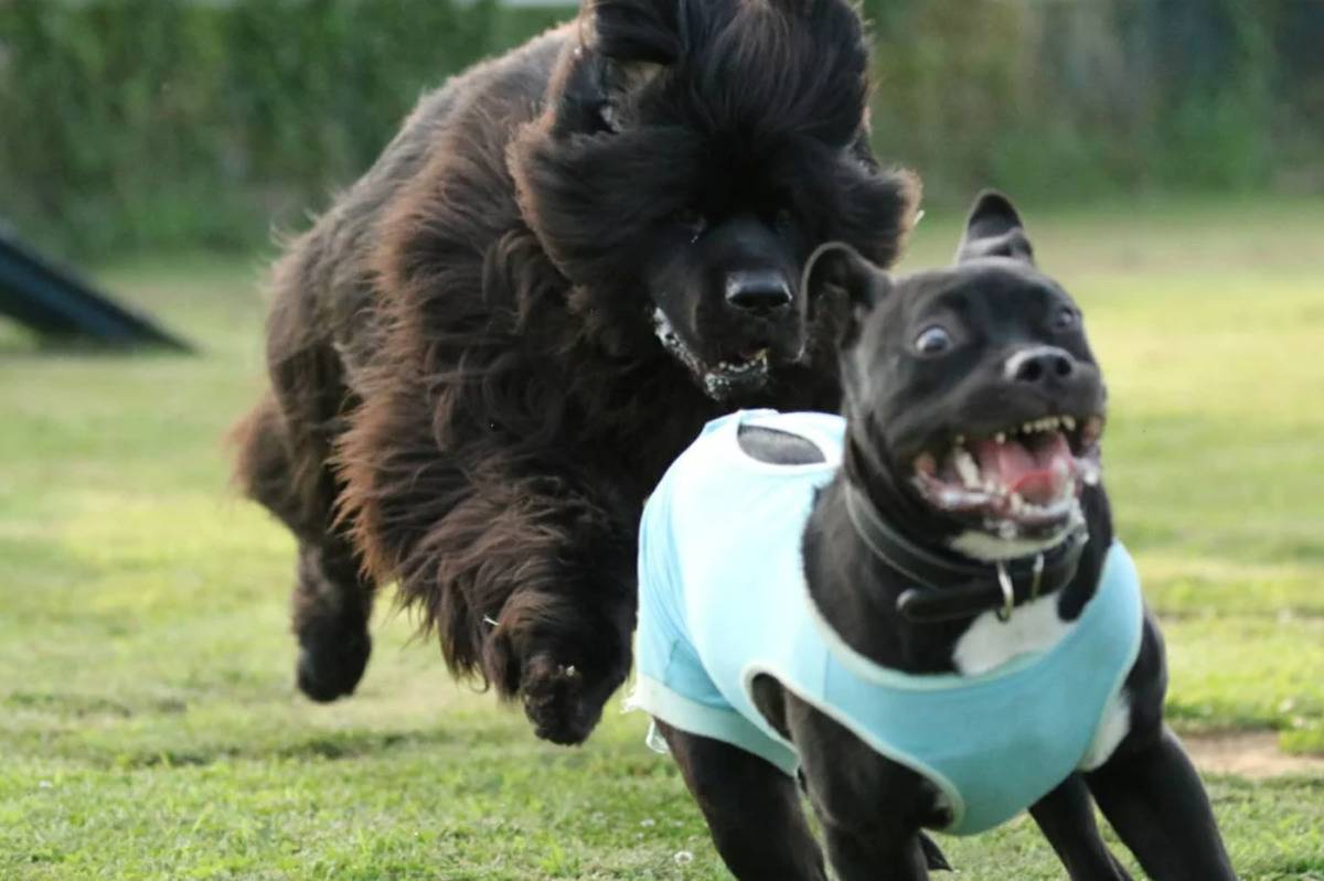 dog looking terrified getting chased by a bigger dog