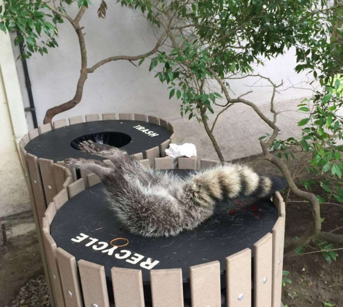 Racoon who dove head first into recycling can is stuck with hindquarters up in the air
