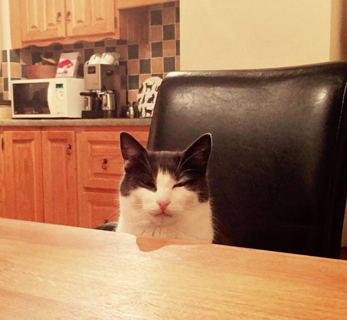 cat sitting on char at dinner table giving death glare