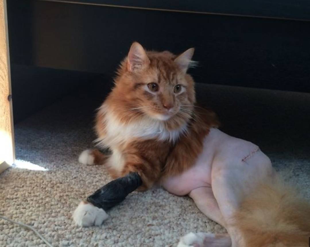 cat with back half shaved from surgery