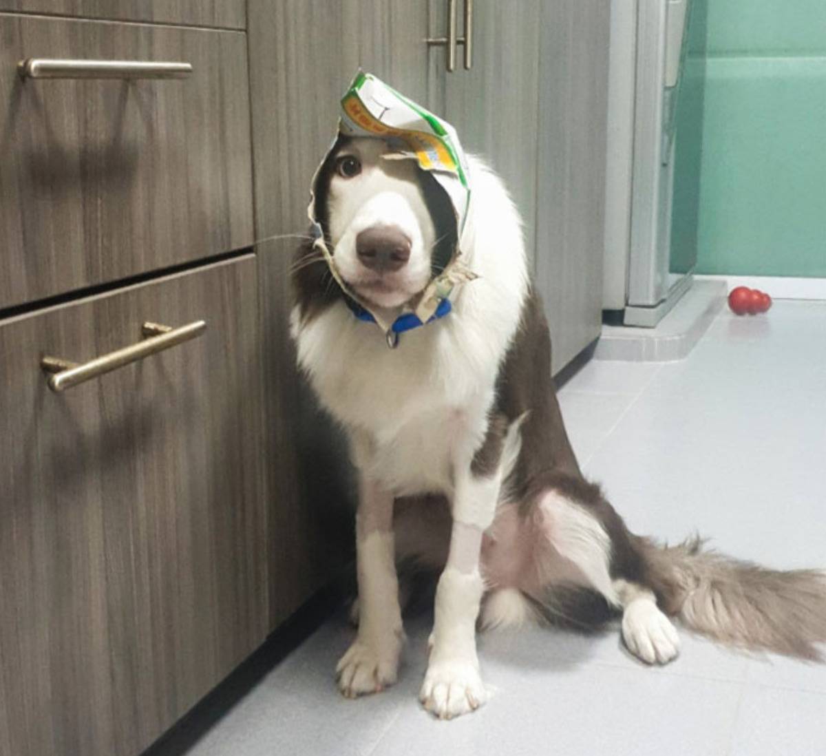 dog with torn up cardboard box stuck around its head